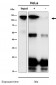 Anti-BLNK Rabbit Monoclonal Antibody
